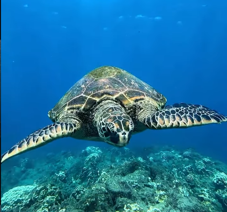 Tortuga
