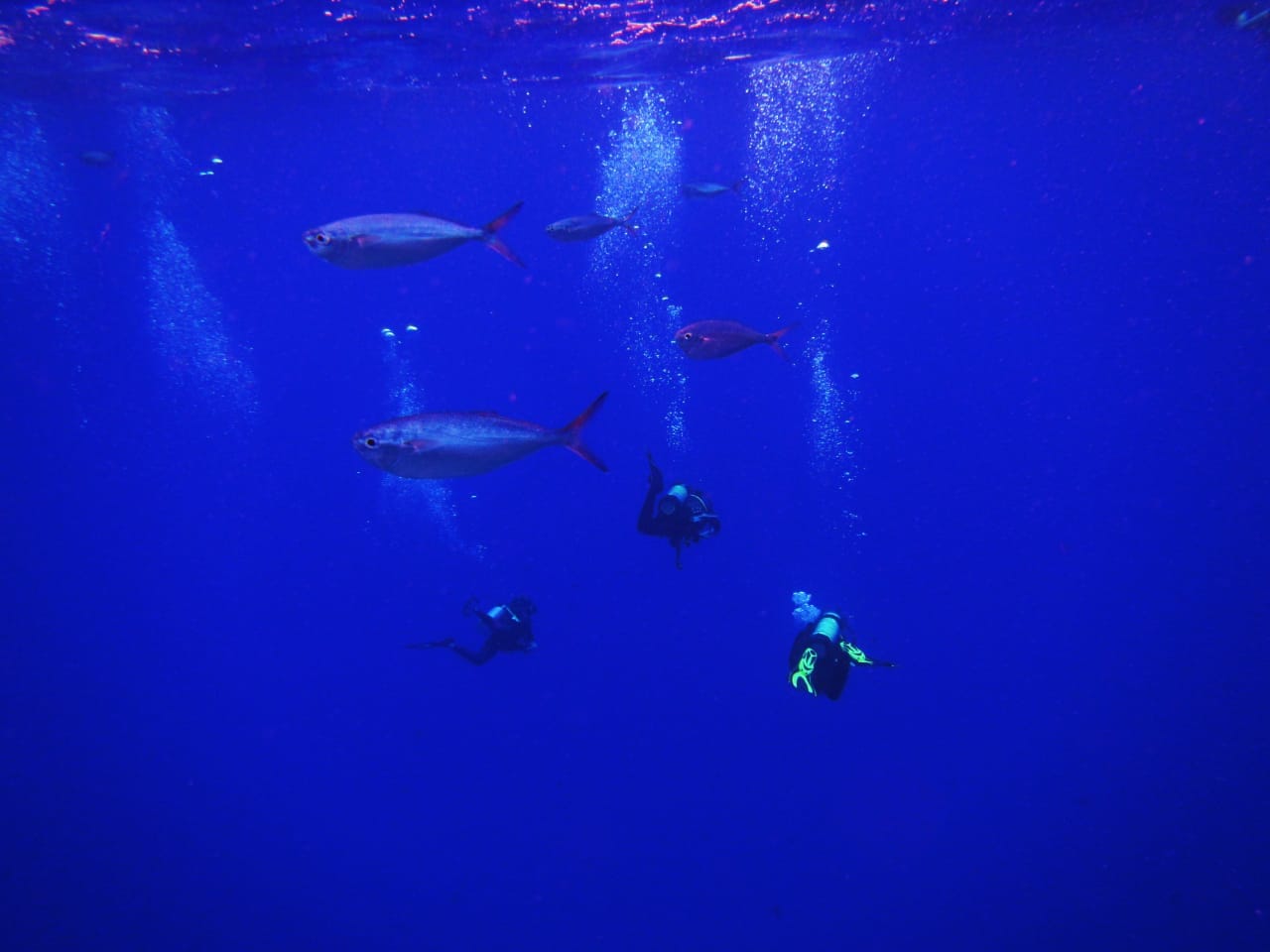 Peces