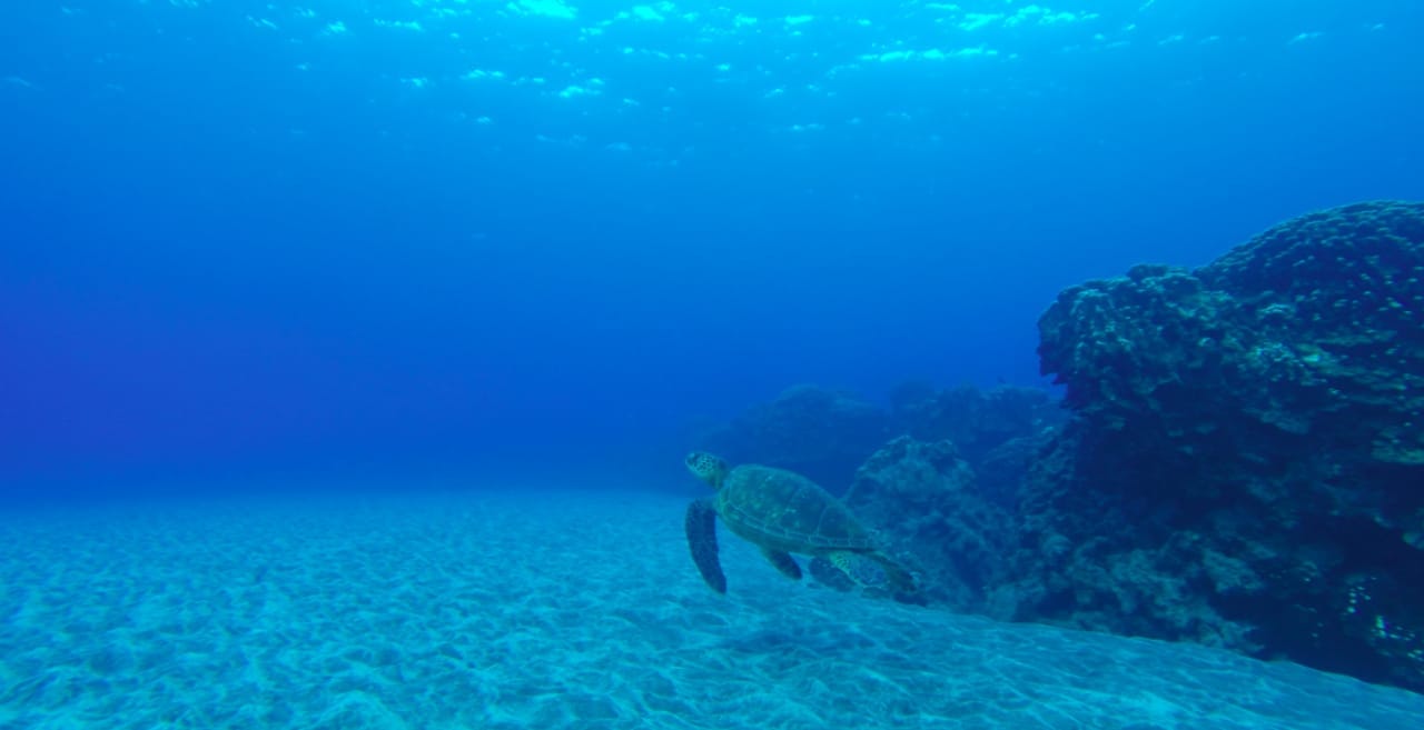 Tortuga Hanga piko
