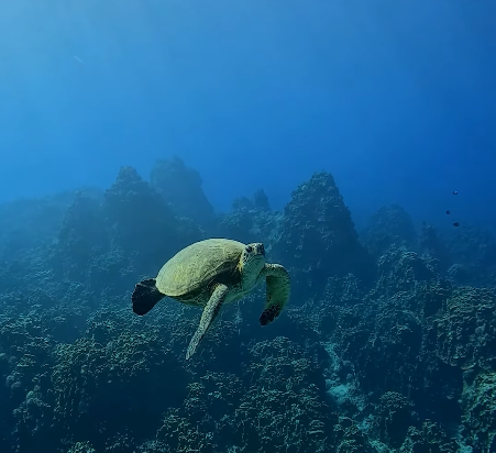 Buceo iniciación